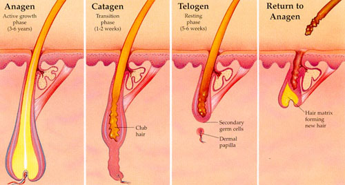 growth cycle of a hair has three stages.